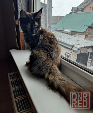 Котята мейн-кун Донецк - изображение 2