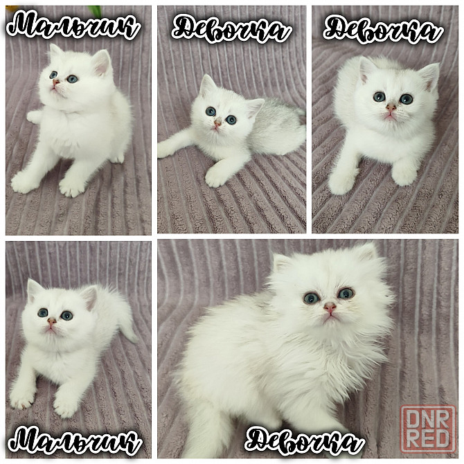 Котята Британцы серебристая шиншилла Волноваха - изображение 1