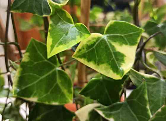 Крестовник крупноязычковый Senecio macroglossus Донецк