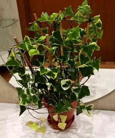 Крестовник крупноязычковый Senecio macroglossus Донецк