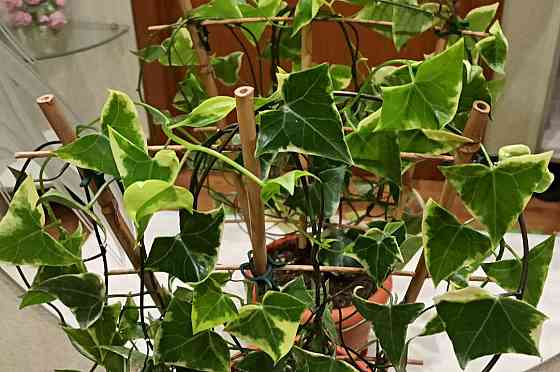 Крестовник крупноязычковый Senecio macroglossus Донецк