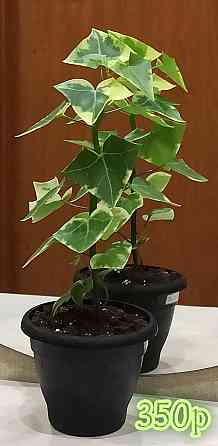 Крестовник крупноязычковый Senecio macroglossus Донецк