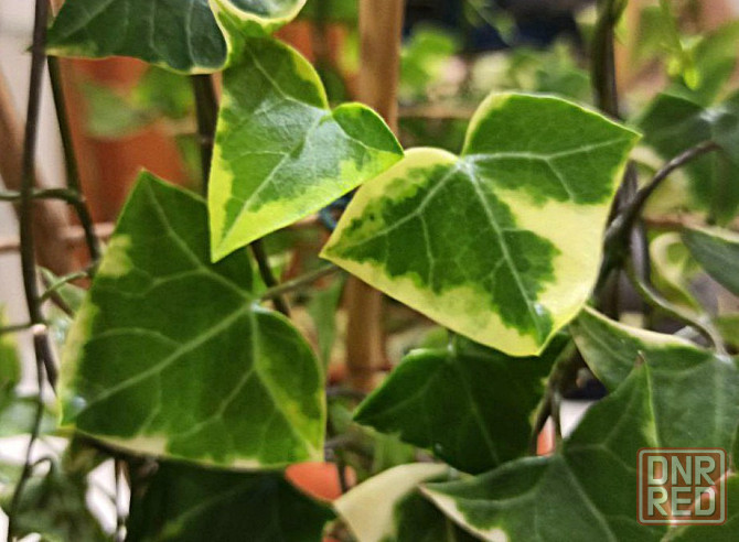 Крестовник крупноязычковый Senecio macroglossus Донецк - изображение 3