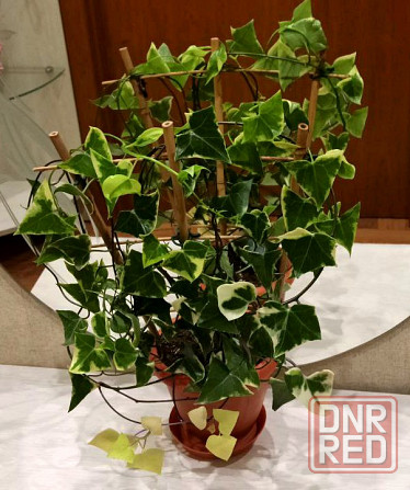 Крестовник крупноязычковый Senecio macroglossus Донецк - изображение 1