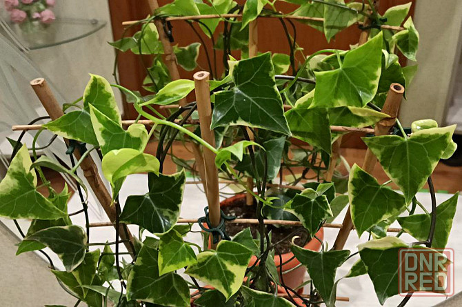 Крестовник крупноязычковый Senecio macroglossus Донецк - изображение 2