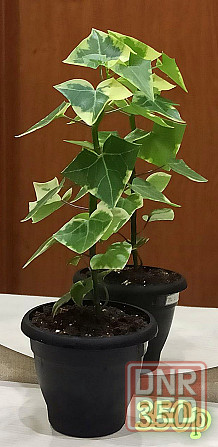 Крестовник крупноязычковый Senecio macroglossus Донецк - изображение 4