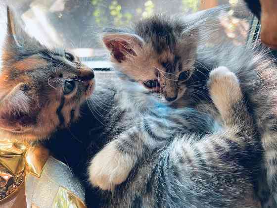 Отдам котят! Макеевка