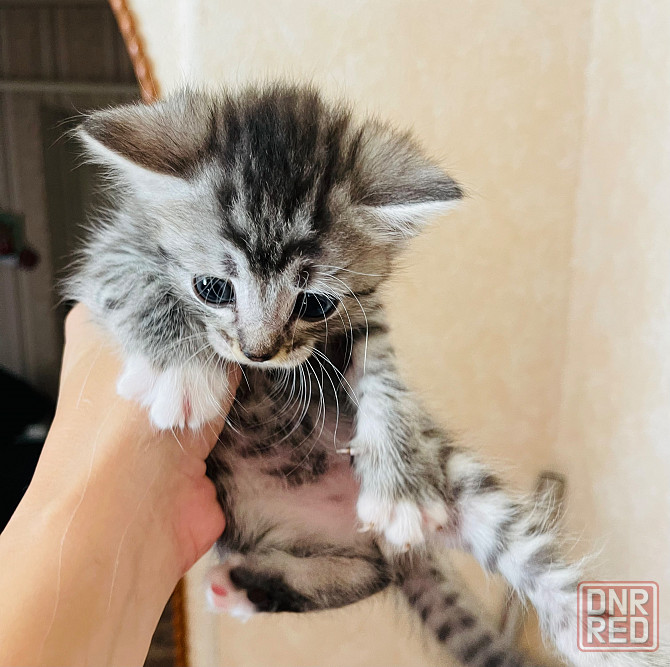 Отдам котят! Макеевка - изображение 3