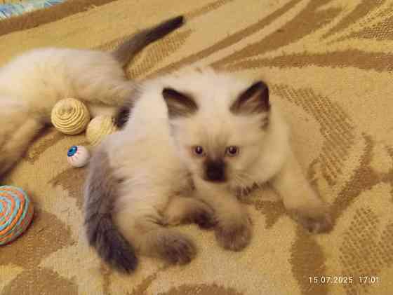 Сиамские Котята Донецк