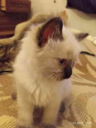 Сиамские Котята Донецк