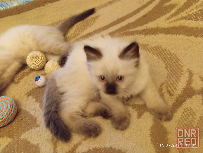 Сиамские Котята Донецк - изображение 4