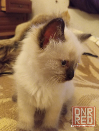 Сиамские Котята Донецк - изображение 1