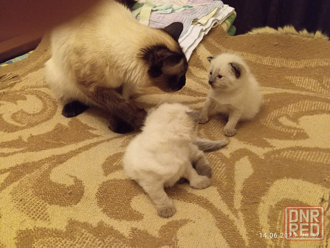 Сиамские Котята Донецк - изображение 7