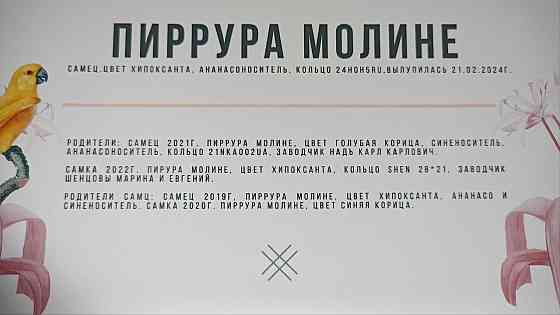 Продам попугая Пиррура Донецк