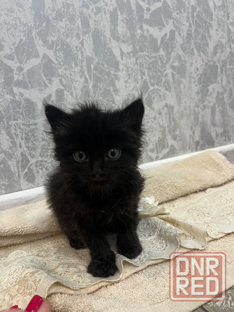 Отдам котят в добрые руки Донецк - изображение 2