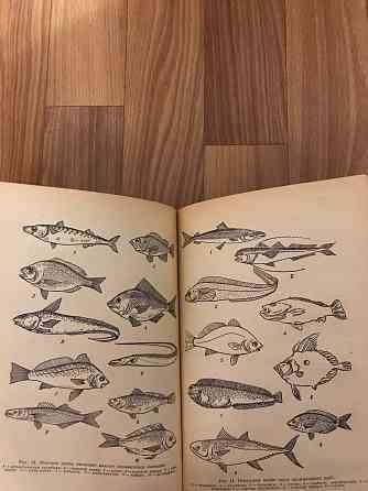 Книга Товароведение мясо-рыбных и гастрономических товаров. Донецк