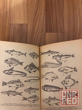 Книга Товароведение мясо-рыбных и гастрономических товаров. Донецк - изображение 5