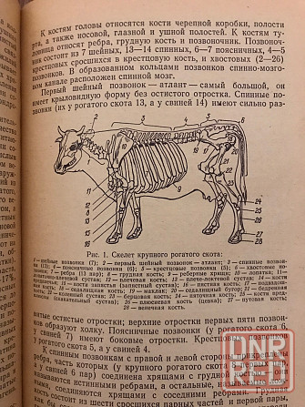 Книга Товароведение мясо-рыбных и гастрономических товаров. Донецк - изображение 4