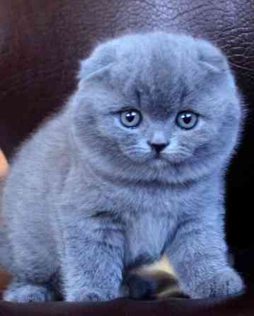 Шотландские котята Донецк