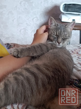Пропала кошка, помогите найти Донецк - изображение 2
