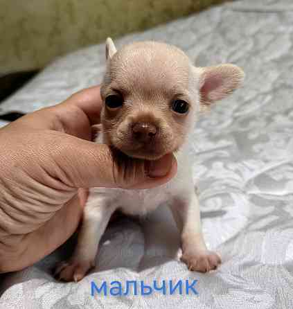 Мальчик чихуахуа. Донецк