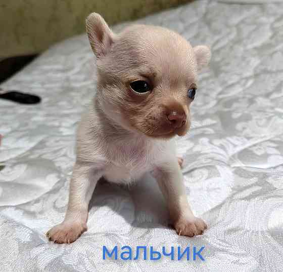 Мальчик чихуахуа. Донецк