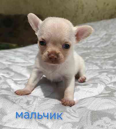 Мальчик чихуахуа. Донецк