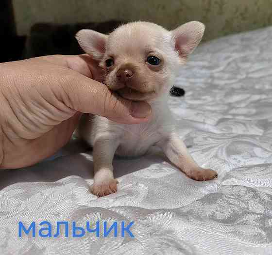 Мальчик чихуахуа. Донецк