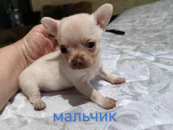 Мальчик чихуахуа. Донецк