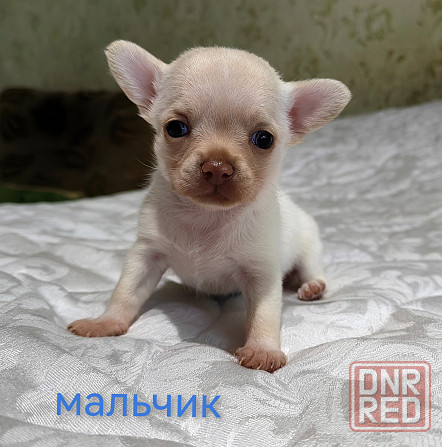 Мальчик чихуахуа. Донецк - изображение 1
