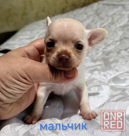 Мальчик чихуахуа. Донецк - изображение 2