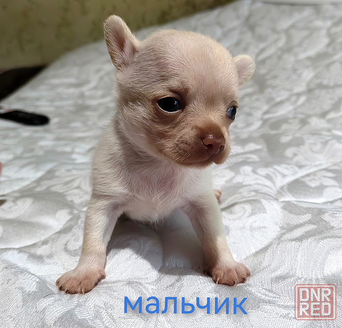 Мальчик чихуахуа. Донецк - изображение 3