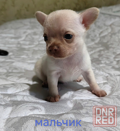 Мальчик чихуахуа. Донецк - изображение 7
