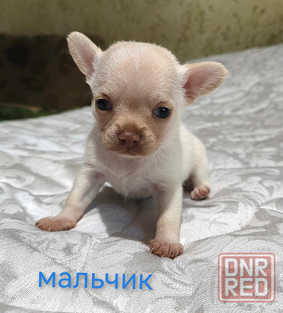 Мальчик чихуахуа. Донецк - изображение 6