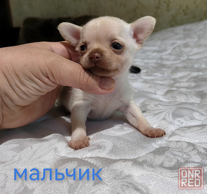 Мальчик чихуахуа. Донецк - изображение 4
