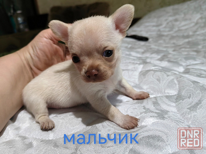Мальчик чихуахуа. Донецк - изображение 5