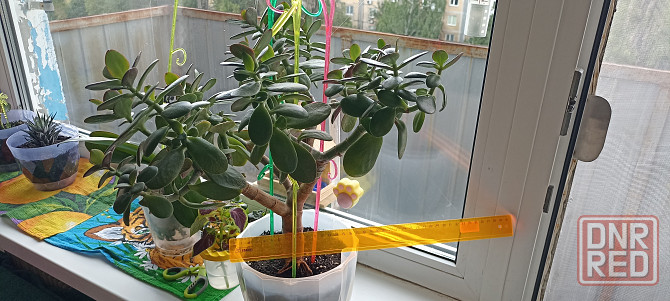 Денежное дерево Донецк - изображение 8