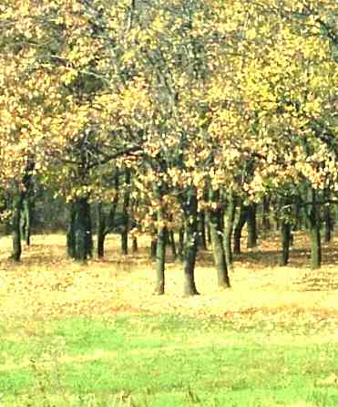Продам участок Киевский район в дубовой роще. Донецк
