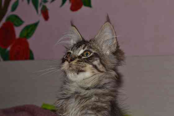 Котики мейн кун Донецк