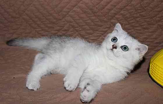 Шотландский котёнок серебристая шиншилла Макеевка