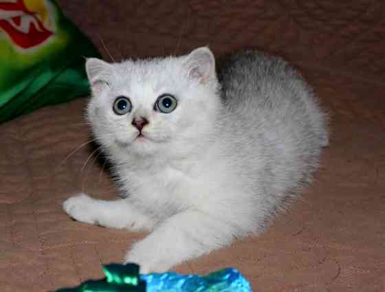 Шотландский котёнок серебристая шиншилла Макеевка