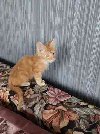 Котик красный Донецк
