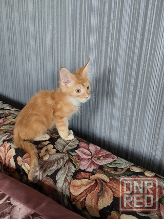 Котик красный Донецк - изображение 2