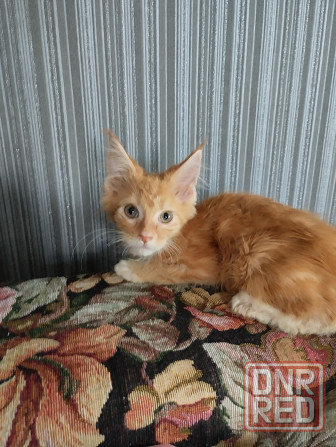 Котик красный Донецк - изображение 1