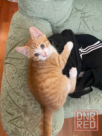 Отдам котенка в добрые руки Донецк - изображение 2