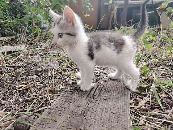 Отдам котят Донецк