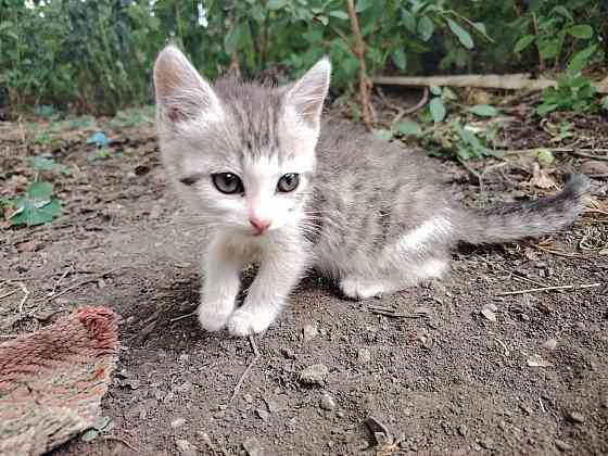 Отдам котят Донецк
