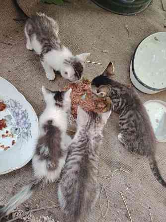 Отдам котят Донецк