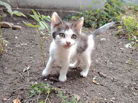 Отдам котят Донецк