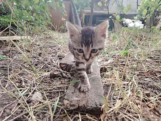 Отдам котят Донецк